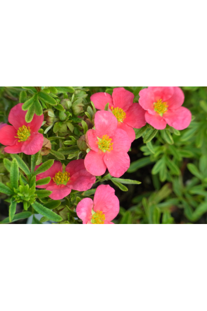 Перстач  Bellissima 